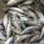 Frozen WR Auxis tapeionsoma with size 500 - 750 g