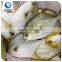 wholesale frozen seafood golden pomfret price