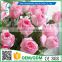 Greenflower 2016 Wholesale Real Touch Latex PU fat rose China Artificial Flowers Rose for wedding decoration