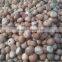 HOT SALE VIETNAM BETEL NUTS/ HIGH QUALITY