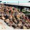 10TPH -80TPHpalm oil pressing machine