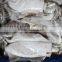 CUTTLE FISH WHOLE
