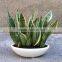 Suitable for garden beautification or potted sansevieria plants