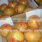 Chinese low price Fresh Pomelo Honey Pomelo Juicy Pomelo with high quality