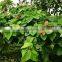 Natural plants Ficus auriculata