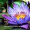 Blue Lotus Absolute