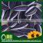 Wholesale chinese Sunflower Seeds american type 5009