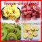 High Efficiency Freeze Dryer Price/Food Freeze Dryer Price/Fruit Drying Machine