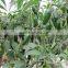 JP10 green bullet-head shape hybrid chilli seeds, chilli seeds