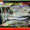 FROZEN DOTTED GIZZARD SHAD FISH W/R