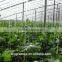 Commercial multi span Agricultural film greenhouse for sale