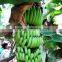 FRESH GREEN CAVENDISH BANANA