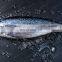 Frozen Bonito Fish Frozen Bonito Tuna Fish Little Tuna Euthynnus Affinis