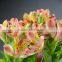 Decorative antique alstroemeria