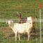 livestock panels /metal animal farm fence panel/hog wire fence panels of best price