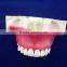 medical science typhoon dental education models