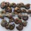 Natural rainbow ammonite fossils snail fossils specimen minerals