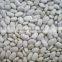 NEW CROP Small white kidney beans