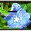 easy install frame projection screen aluminium frame 16:9 4:3