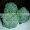 Chinese New Crop high quality grade A low price IQF broccoli bulk broccoli