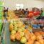 Chinese fresh pomelo packing in carton