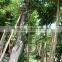 Blooming Bauhinia Variegata L of Outdoor Decorative Ornamental Landscape Plants