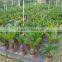 Small Cycas Revoluta