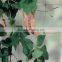 Vegetable Climbing Plant Support Net