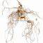China Changbai Mountian Old Wild Ginseng Panax Roots Price