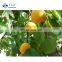 Sinocharm BRC A Approved New Crop Organic 10*10mm IQF Apricot Cubes Frozen Diced Apricot