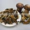 Wild Source andDried Process fresh porcini edulis