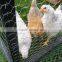 Anping Factory chicken coop galvanized hexagonal wire mesh
