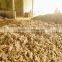 High quality ginger in gimex viet nam 2014