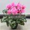 SJ300917 Artificial bonsai plant flower