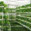 hydroponic seeding growing sponge for vegetables