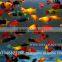 Platy Fish Farm For Sale / Ornamental Fish Exporter