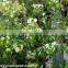 Ficus Racemosa Extract