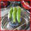 stainless bbq wire mesh(factory price)