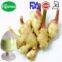 100% Organic gingembre extract/gingembre/gingembre powder