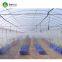 Simple galvanized steel frame single span polyethylene film Greenhouse For Sale