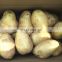 High Starch Content Fresh Potato