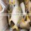 golden pompano frozen golden pompfret frozen golden pompano fish trachinotus ovatus