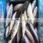 whole sea frozen mackerel fish frozen pacific mackerel fish price