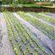 Dark Weed-Barrier Fabric Agricultural Plastic Ground Cover