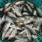China Exporter Frozen Big eyes horse mackerel with size 40 - 60 g
