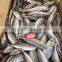 Frozen whole round sea frozen horse mackerel