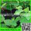 100% new PP Plant Support Net/pp Cucumber net / Plant Climbing Support Net