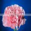 Exporters of Good Quality Fresh Cut Flowres Carnations in Bulk From Qingyi