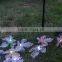 Colorful solar strip light qualitied solar panel+10 maple leaf Led +4.5M lenght Cable using for christmas,festival decoration