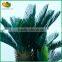 Factory Price Mini Artificial Cycas Revoluta More Heads Bonsai for Sale